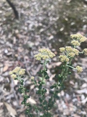 Ozothamnus obcordatus