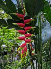 Heliconia rostrata