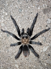 Theraphosinae