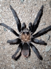 Theraphosinae