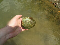 Cyclonaias tuberculata
