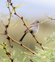 Amphispiza bilineata