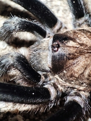 Theraphosinae