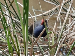 Porphyrio melanotus