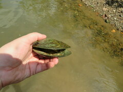 Cyclonaias tuberculata