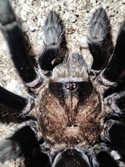 Theraphosinae