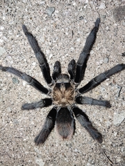 Theraphosinae