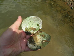 Cyclonaias tuberculata
