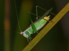Conocephalini