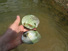Cyclonaias tuberculata