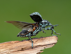 Chrysolopus spectabilis