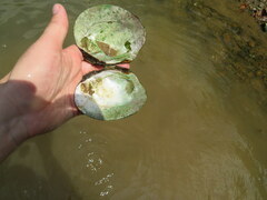 Cyclonaias tuberculata