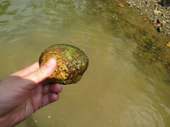 Cyclonaias tuberculata