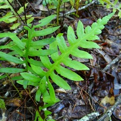 Woodwardia areolata