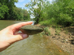 Cyclonaias tuberculata