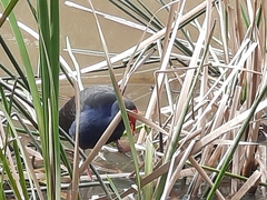 Porphyrio melanotus