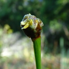 Xyris platylepis