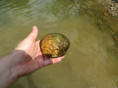 Cyclonaias tuberculata