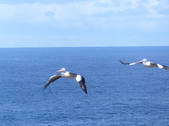 Pelecanus conspicillatus