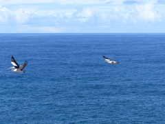 Pelecanus conspicillatus