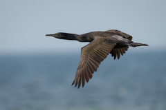 Phalacrocorax nigrogularis