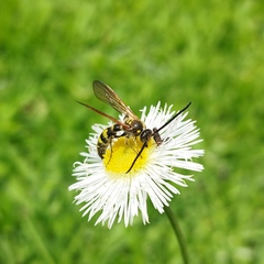 Campsomerinae