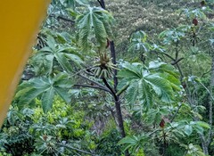 Cecropia peltata