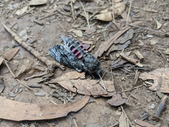 Agrius cingulata