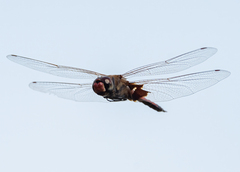 Tramea loewii
