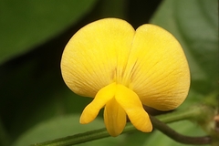 Vigna luteola