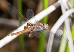 Tramea loewii