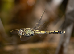 Orthetrum caledonicum