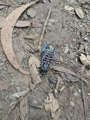 Agrius cingulata