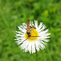 Campsomerinae