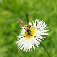 Campsomerinae