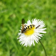 Campsomerinae
