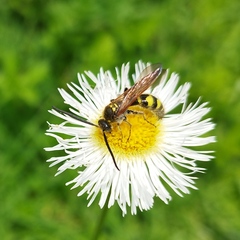 Campsomerinae