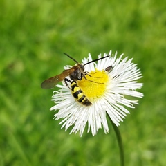 Campsomerinae