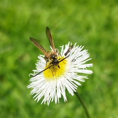 Campsomerinae