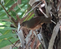 Colluricincla rufogaster