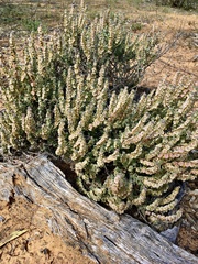 Maireana trichoptera