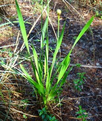 Xyris platylepis
