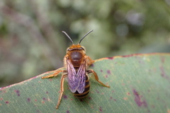Trichocolletes