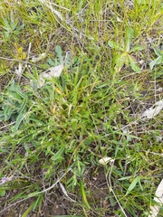 Leptorhynchos squamatus