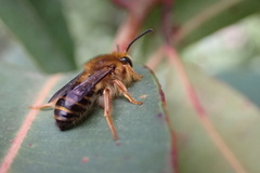 Trichocolletes