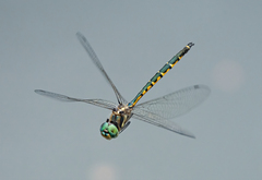 Hemicordulia australiae