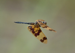 Rhyothemis graphiptera