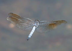 Orthetrum caledonicum