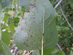 Pemphigus populitransversus