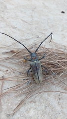 Batocera rufomaculata